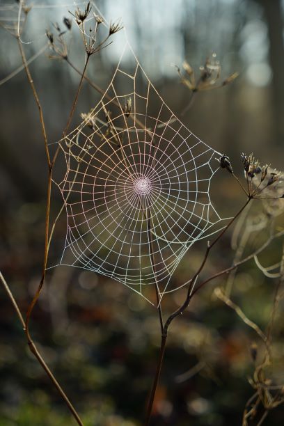 picture of a spider web